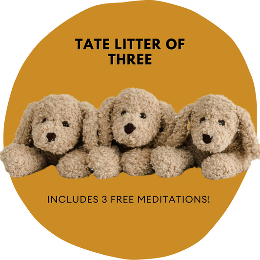 TATE Litter (3 Puppies)